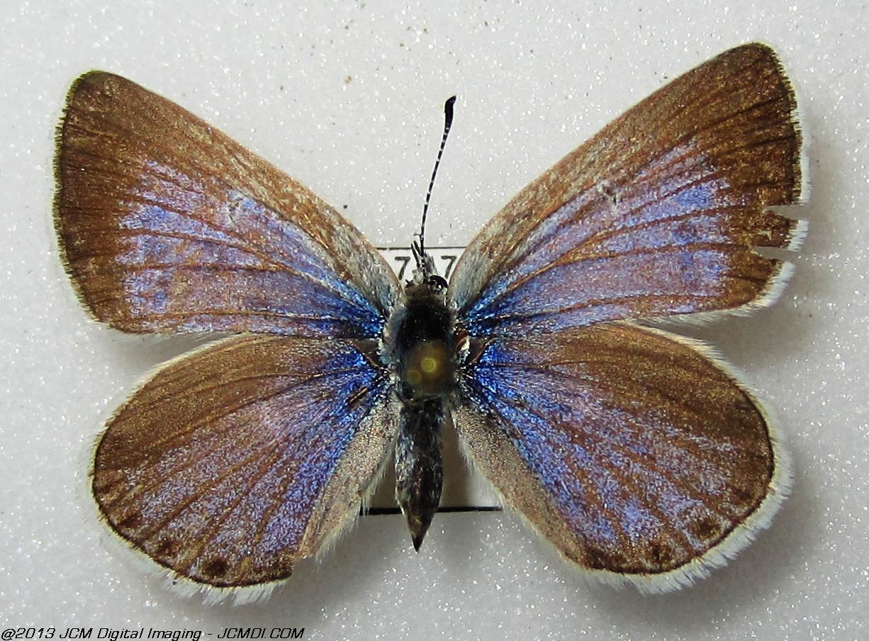 Unidentified Blue